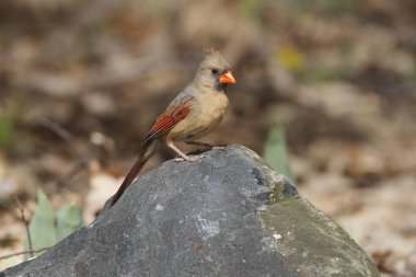 kadın Kuzey Kardinal