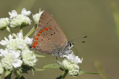 Mercan Hairstreak beyaz bir çiçek üzerinde