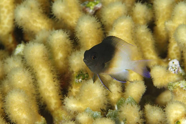 Bicolor Damselfish - Bonaire — Stock Photo, Image