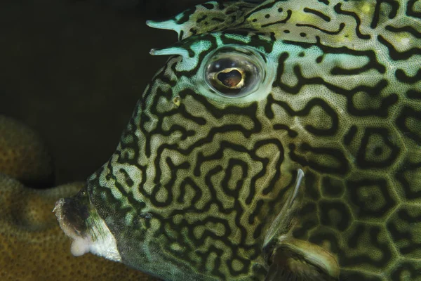 Primer plano de Honeycomb Cowfish - Bonaire — Foto de Stock