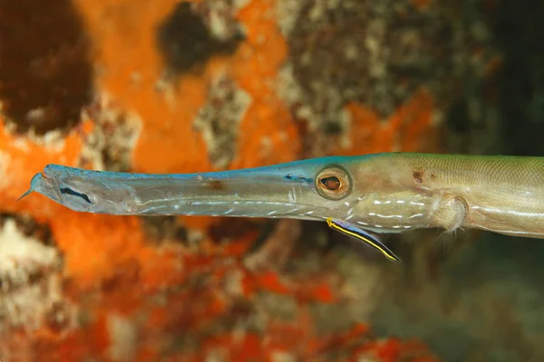 Yellownose Goby Cleaning a Trumpetfish - Bonaire — Stock Photo, Image