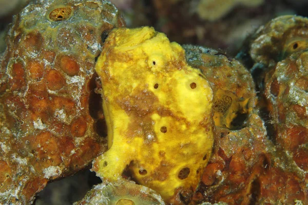 Longlure Frogfish verbergen op een spons - Bonaire — Stockfoto