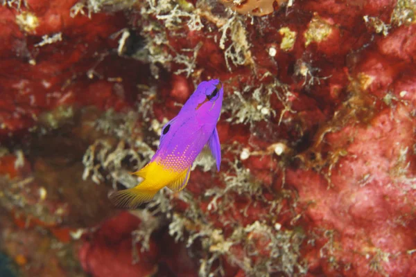 Fairy Basslet - Bonaire — Fotografie, imagine de stoc