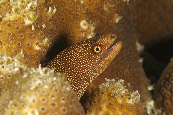 Goldentail Moray - Bonaire – stockfoto