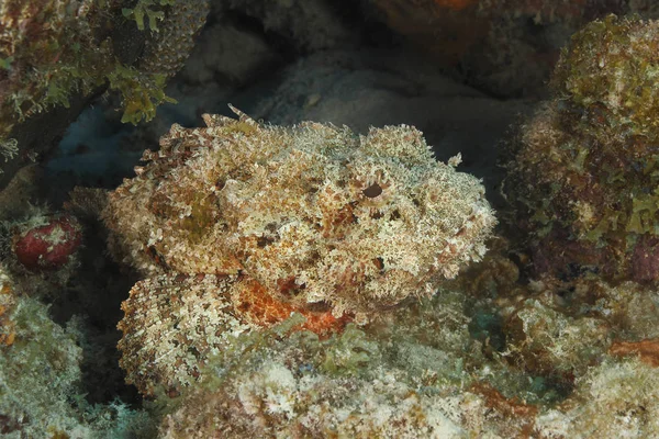 Spotted Scorpionfish esperando para emboscar sua presa - Bonaire — Fotografia de Stock