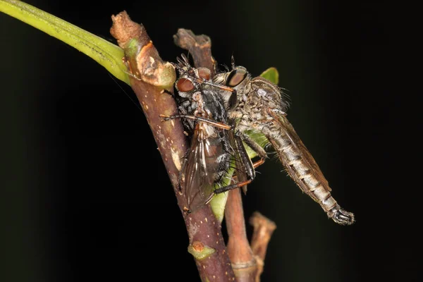 Robberfly comer outra mosca — Fotografia de Stock