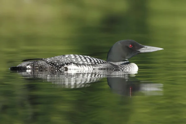 Common Loon and Reflection — Stock Photo, Image