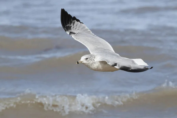 Ringschnabelmöwe fliegt über Wellen — Stockfoto