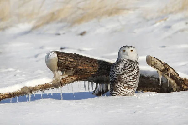 Snowy Owl on Snow Covered Beach — Stock Photo, Image