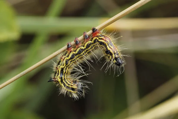 Sárga nyakú Caterpillar — Stock Fotó