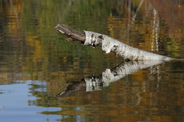 Birch Snag Reflectiion em um lago de outono — Fotografia de Stock