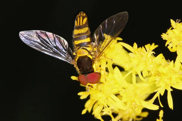 Syrphid Fly, napodobující včela na žlutou — Stock fotografie
