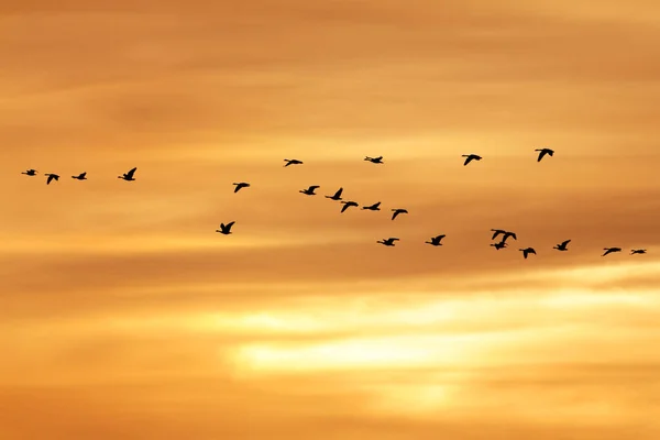 Gün batımında göç Kanada kazlar — Stok fotoğraf