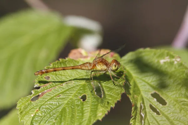 Podzim Meadowhawk Dragonfly — Stock fotografie