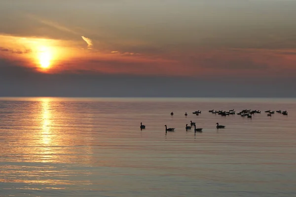 Hejno Hus Kanady na jezero Huron při západu slunce — Stock fotografie