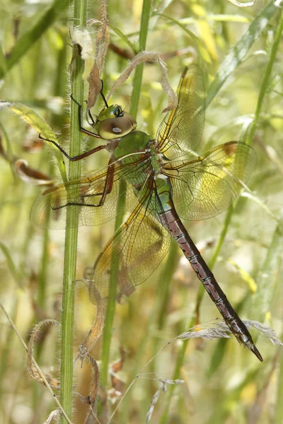 Πράσινο Darner Dragonfly κρύβεται στη βλάστηση — Φωτογραφία Αρχείου