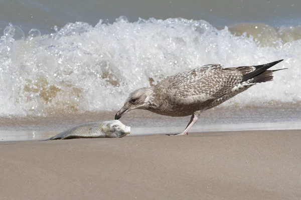 Immature Herring Gull Feeding on a Washed Up Carp — Stock Photo, Image