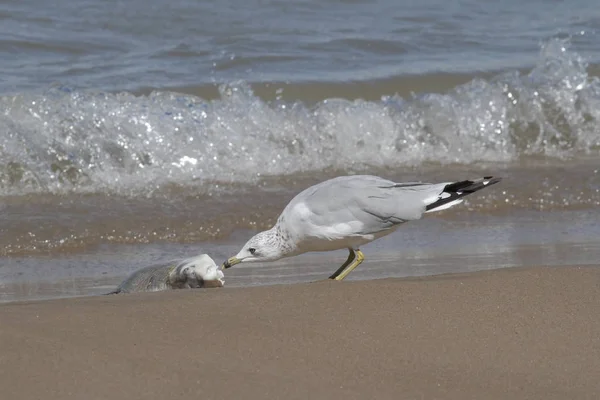 Gaviota de pico anular alimentándose de una carpa lavada — Foto de Stock