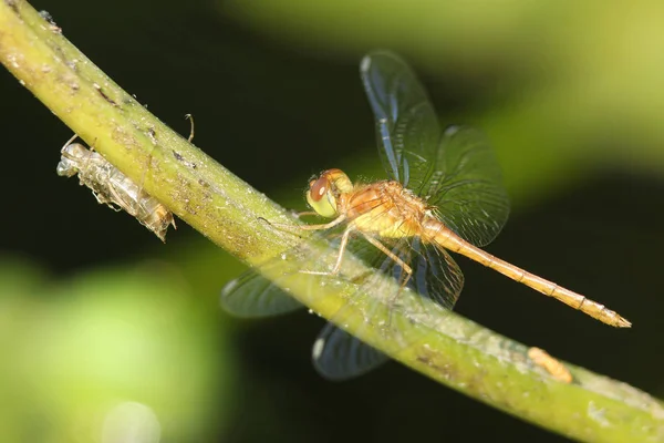 Sonbahar Meadowhawk - olgunlaşmamış erkek — Stok fotoğraf