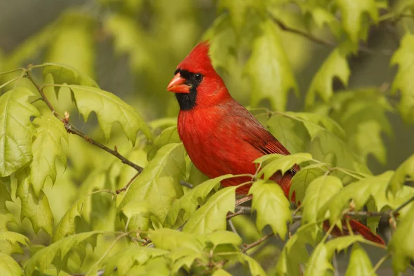 Male Northern Cardinal — Stock Photo, Image