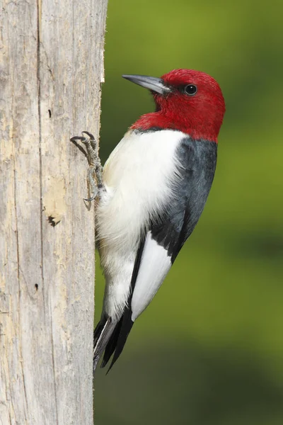 Red-headed Woodpecker on a Dead Tree — Stock Photo, Image