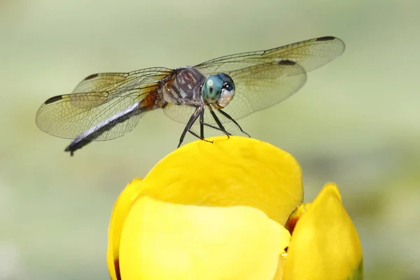 Samec modrý palička na žluté lilie rybníka — Stock fotografie