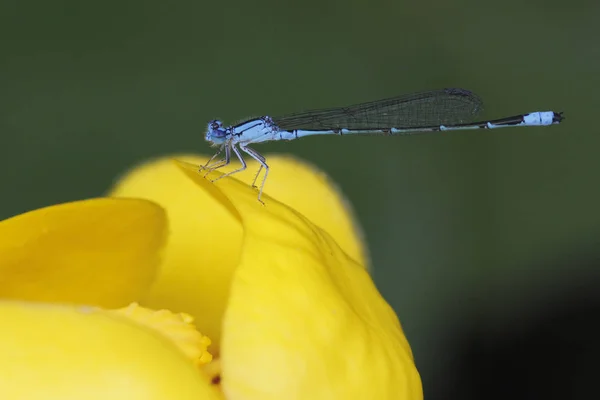 Motýlice Bluet řeka seděla na žluté lilie rybníka — Stock fotografie