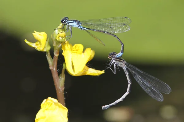 Skimming Bluet Damselflies apareamiento —  Fotos de Stock