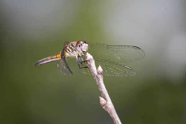 Mujer Blue Dasher —  Fotos de Stock