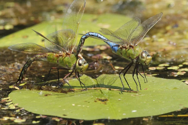 Společný zelené Darner vážky páření — Stock fotografie