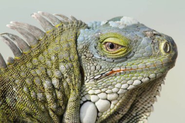 Closeup Greeen iguana 