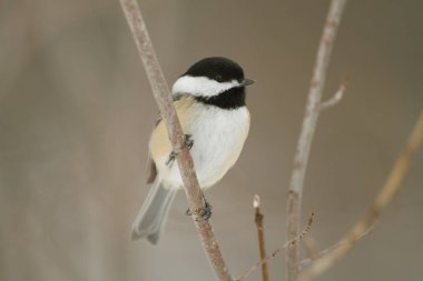 Black-capped Chickadee clipart