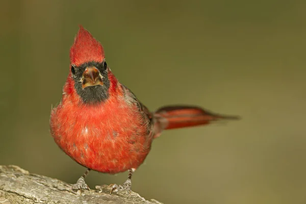 Hombre Cardenal del Norte — Foto de Stock