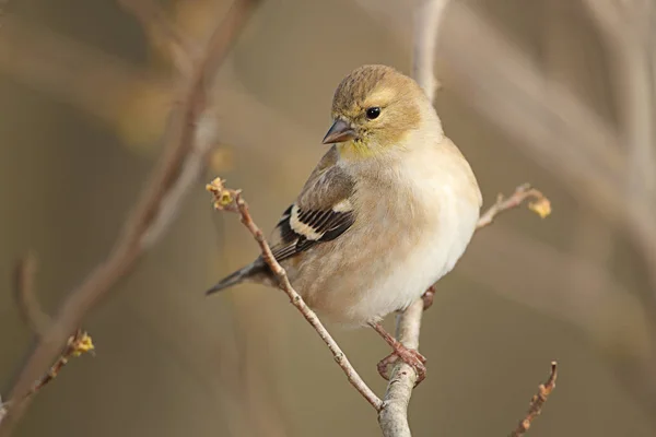 Cardellino americano in piumaggio d'autunno — Foto Stock