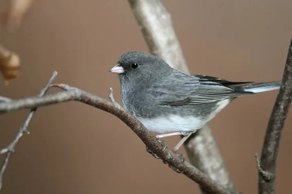 Dunkeläugiger Junco — Stockfoto