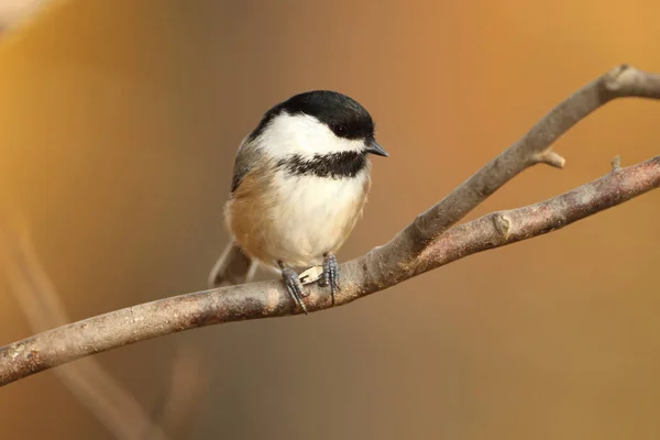 Czarny capped chickadee wznosi się na oddział — Zdjęcie stockowe