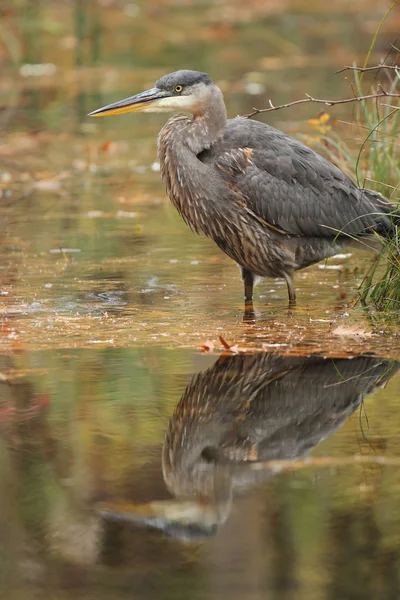 Grote Blauwe reiger stalkt zijn prooi — Stockfoto