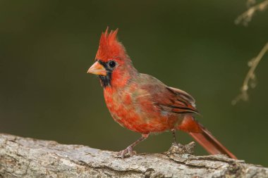 Erkek Kuzey Kardinal bir oturum 