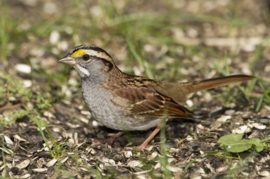 Beyaz - boğazlı serçe