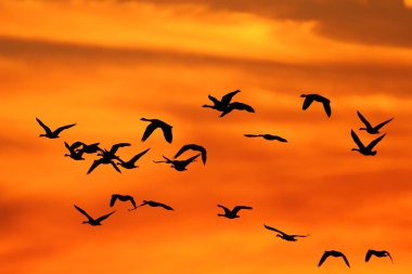 Gün batımında Kanada kazlar