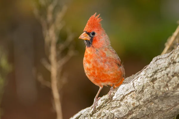 Mężczyzn Northern Cardinal na dziennik — Zdjęcie stockowe