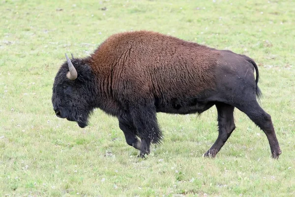 American Bison grazing - Grand Canyon National Park, Arizona, USA — Stock Photo, Image