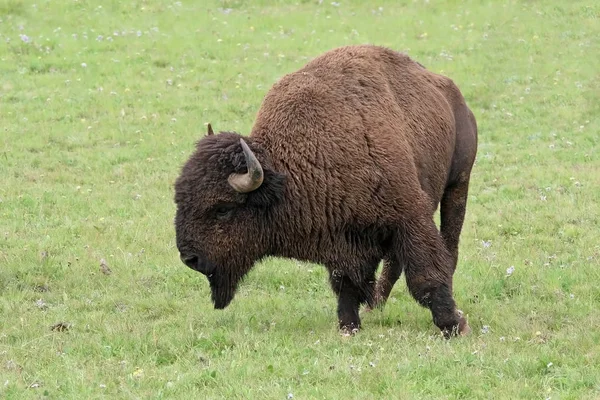 Pascolo American Bison - Grand Canyon National Park, Arizona, USA — Foto Stock