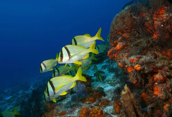 Grupp av Porkfish - Cozumel, Mexiko — Stockfoto