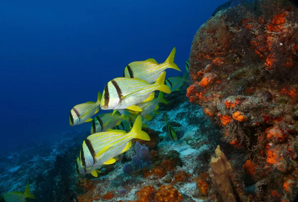 Grupa Porkfish - Cozumel, Meksyk — Zdjęcie stockowe