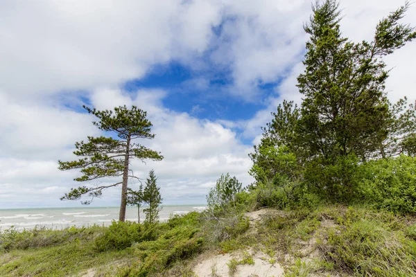 Uitzichtpunt met pijnbomen naast Lake Huron — Stockfoto