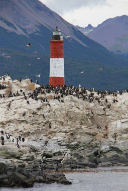 King Cormorants nesting on Bird Island - Argentina clipart