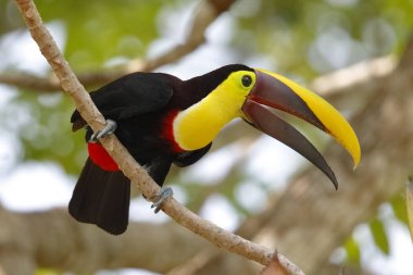 Kestane mandibled Toucan tünemiş bir ağaçta - Gamboa, Panama