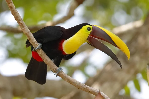 Tucán con mandíbulas de castaño posado en un árbol - Gamboa, Panamá — Foto de Stock