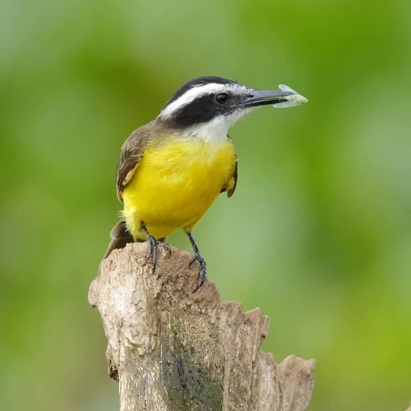 Kiskadee menor captura de un insecto - Gamboa, Panamá — Foto de Stock